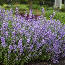 Attēlu rezultāti vaicājumam “Nepeta x faassenii flower”