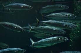 Image result for Scomber scombrus