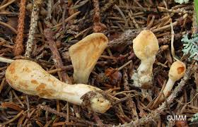 Attēlu rezultāti vaicājumam “Podostroma leucopus”