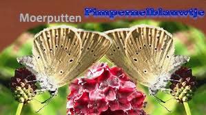 Attēlu rezultāti vaicājumam “Maculinea teleius”