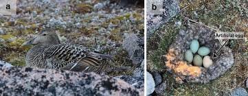 Attēlu rezultāti vaicājumam “Somateria mollissima juvenile”