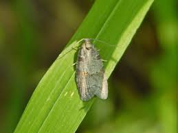 Attēlu rezultāti vaicājumam “Eana incanana”