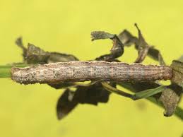 Attēlu rezultāti vaicājumam “Xanthorhoe quadrifasiata”