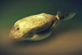 Attēlu rezultāti vaicājumam “Laccognathus panderi”