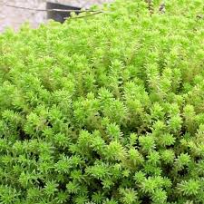 Image result for Mauerpfeffer