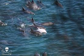 Image result for japan dolphin slaughter