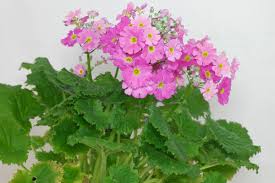 Image result for Primula malacoides