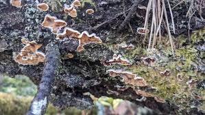 Attēlu rezultāti vaicājumam “Skeletocutis amorpha”