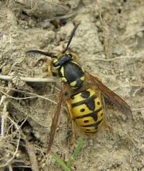 Attēlu rezultāti vaicājumam “Vespula germanica male”