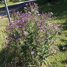 Image result for Aster novae-angliae