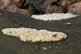 Attēlu rezultāti vaicājumam “Antrodia albida”