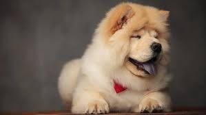 Znalezione obrazy dla zapytania chow