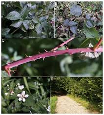Attēlu rezultāti vaicājumam “Rubus plicatus flower”