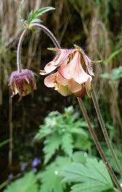 Attēlu rezultāti vaicājumam “Geum x intermedium flower”