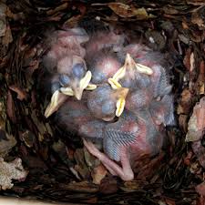 Attēlu rezultāti vaicājumam “Sitta europaea nest”