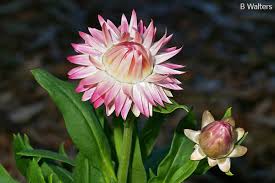 Image result for Helichrysum bracteatum