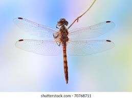 Attēlu rezultāti vaicājumam “Sympetrum vulgatum male”