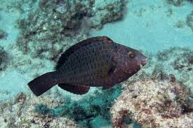 Image result for Calotomus carolinus