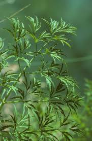 Attēlu rezultāti vaicājumam “Cicuta virosa”