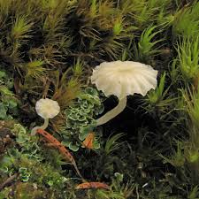 Attēlu rezultāti vaicājumam “Lichenomphalia umbellifera”