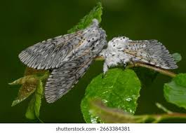 Attēlu rezultāti vaicājumam “Cerura vinula”