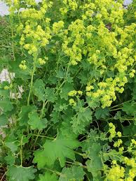 Attēlu rezultāti vaicājumam “Alchemilla subcrenata  flower”