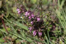 Attēlu rezultāti vaicājumam “Odontites vulgaris fruit”