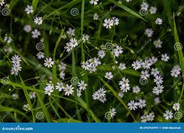 Attēlu rezultāti vaicājumam “Stellaria longifolia”