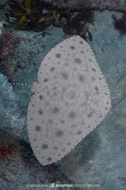 Image result for Gymnura natalensis