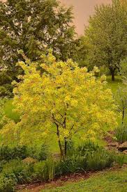 Attēlu rezultāti vaicājumam “Salix caprea”