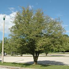 Attēlu rezultāti vaicājumam “Tilia platyphyllos Laciniata”