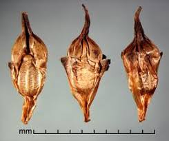 Attēlu rezultāti vaicājumam “Sparganium minimum fruit”
