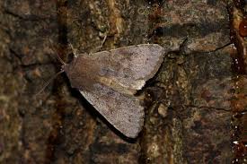 Attēlu rezultāti vaicājumam “Orthosia populeti”