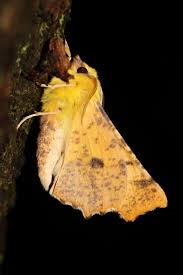 Attēlu rezultāti vaicājumam “Ennomos alniaria”