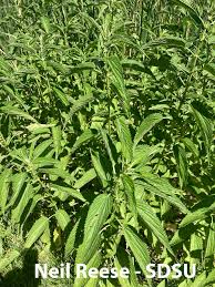 Attēlu rezultāti vaicājumam “Urticaceae”