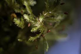 Attēlu rezultāti vaicājumam “Neckera”