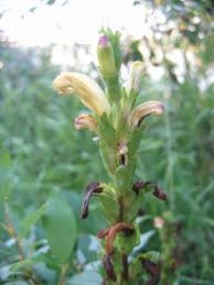 Attēlu rezultāti vaicājumam “Pedicularis sceptrum-carolinum flower”