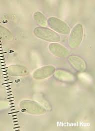 Attēlu rezultāti vaicājumam “Crucibulum laeve”