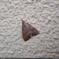 Attēlu rezultāti vaicājumam “Udea fulvalis”