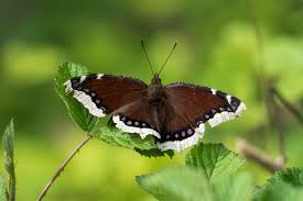 Attēlu rezultāti vaicājumam “Nymphalis antiopa upperside”