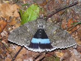 Attēlu rezultāti vaicājumam “Catocala fraxini”