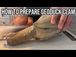 Image result for geoduck