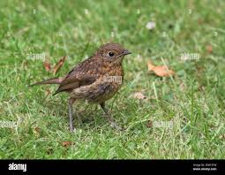 Attēlu rezultāti vaicājumam “Erithacus rubecula juvenile”