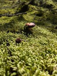 Attēlu rezultāti vaicājumam “Plagiothecium undulatum”