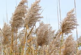 Attēlu rezultāti vaicājumam “Phragmites communis”