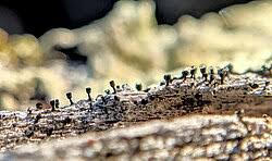 Attēlu rezultāti vaicājumam “Calicium adspersum”