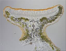 Attēlu rezultāti vaicājumam “Xanthoria parietina”