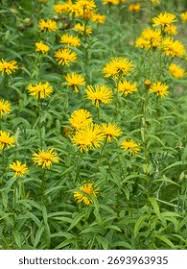 Attēlu rezultāti vaicājumam “Inula salicina bud”