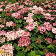 Attēlu rezultāti vaicājumam “Hydrangea arborescens”