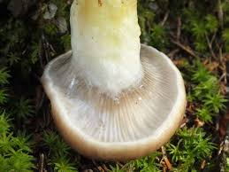 Attēlu rezultāti vaicājumam “Gomphidius glutinosus”